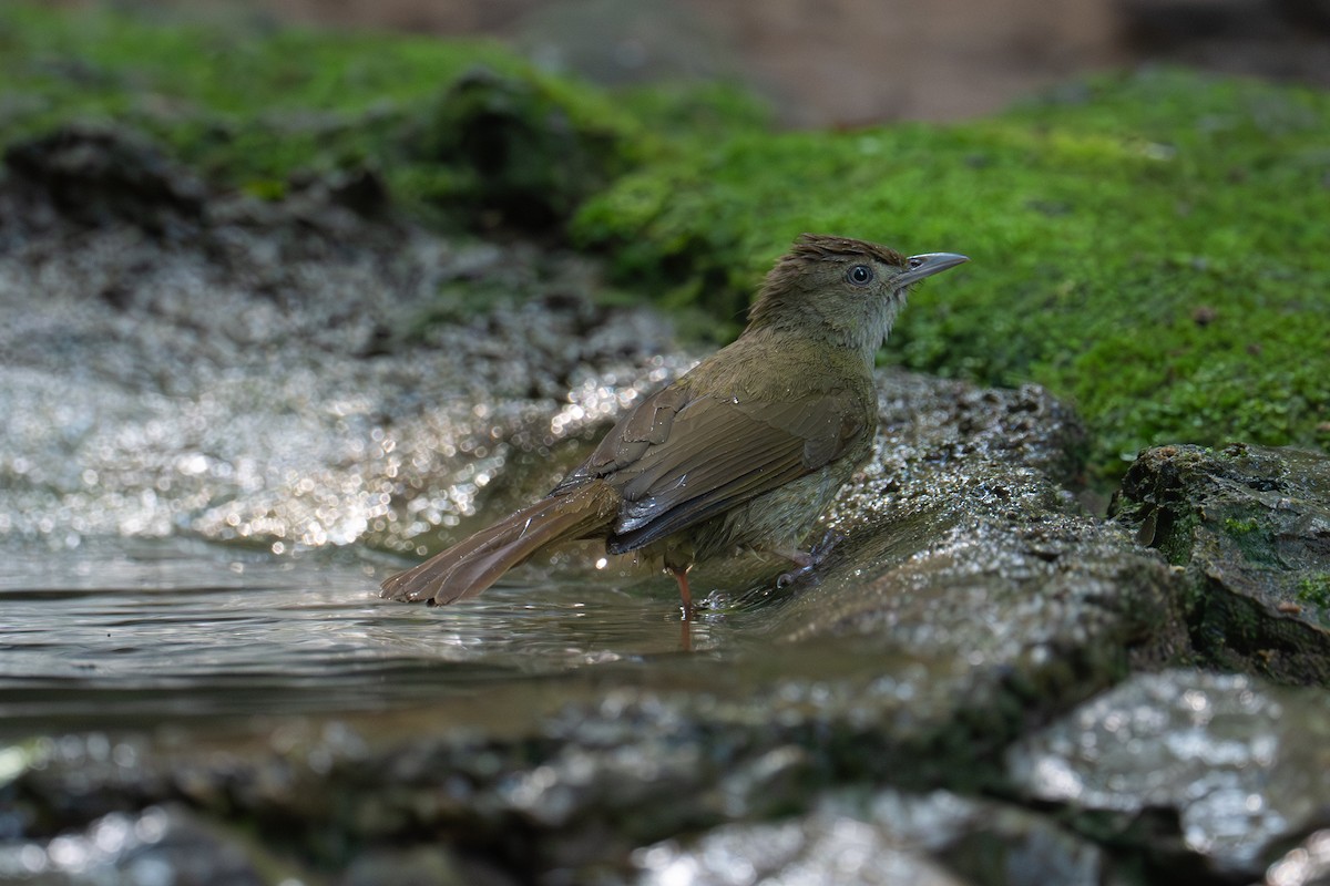 Olive Bulbul (Baker's) - ML645717292