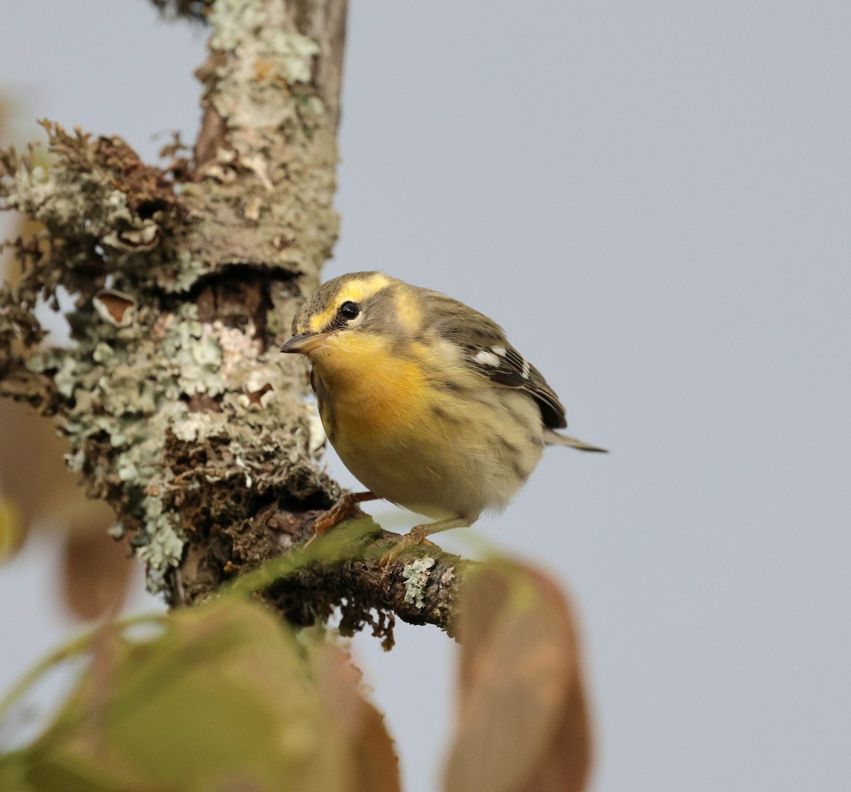 Blackburnian Warbler - ML645717297