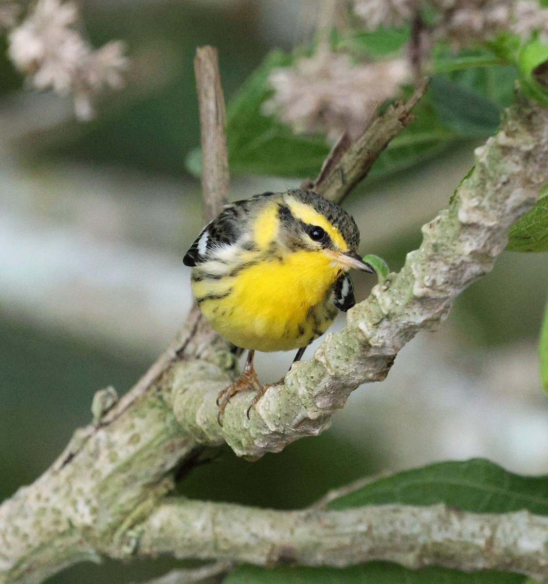 Blackburnian Warbler - ML645717298