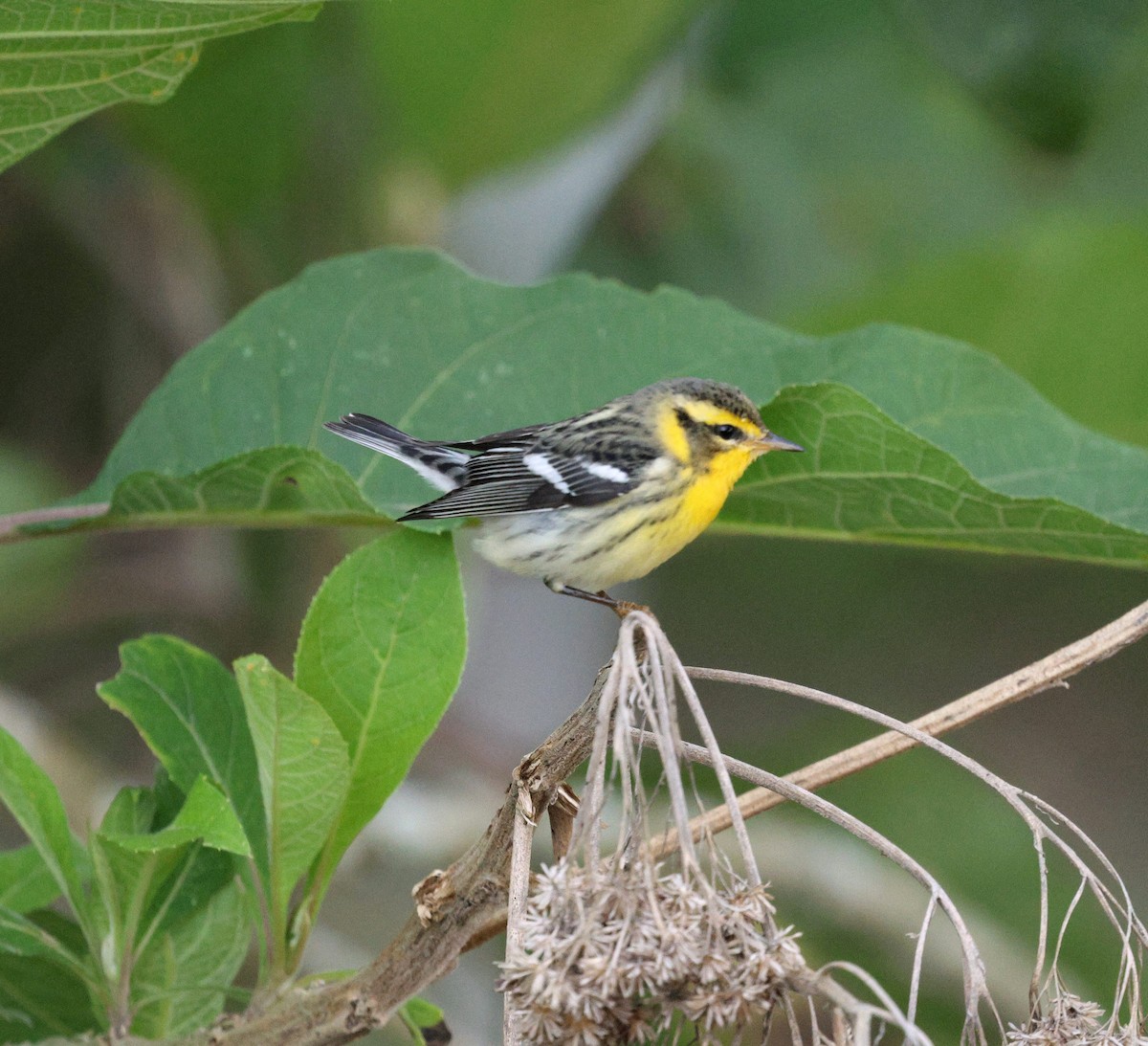 Blackburnian Warbler - ML645717299