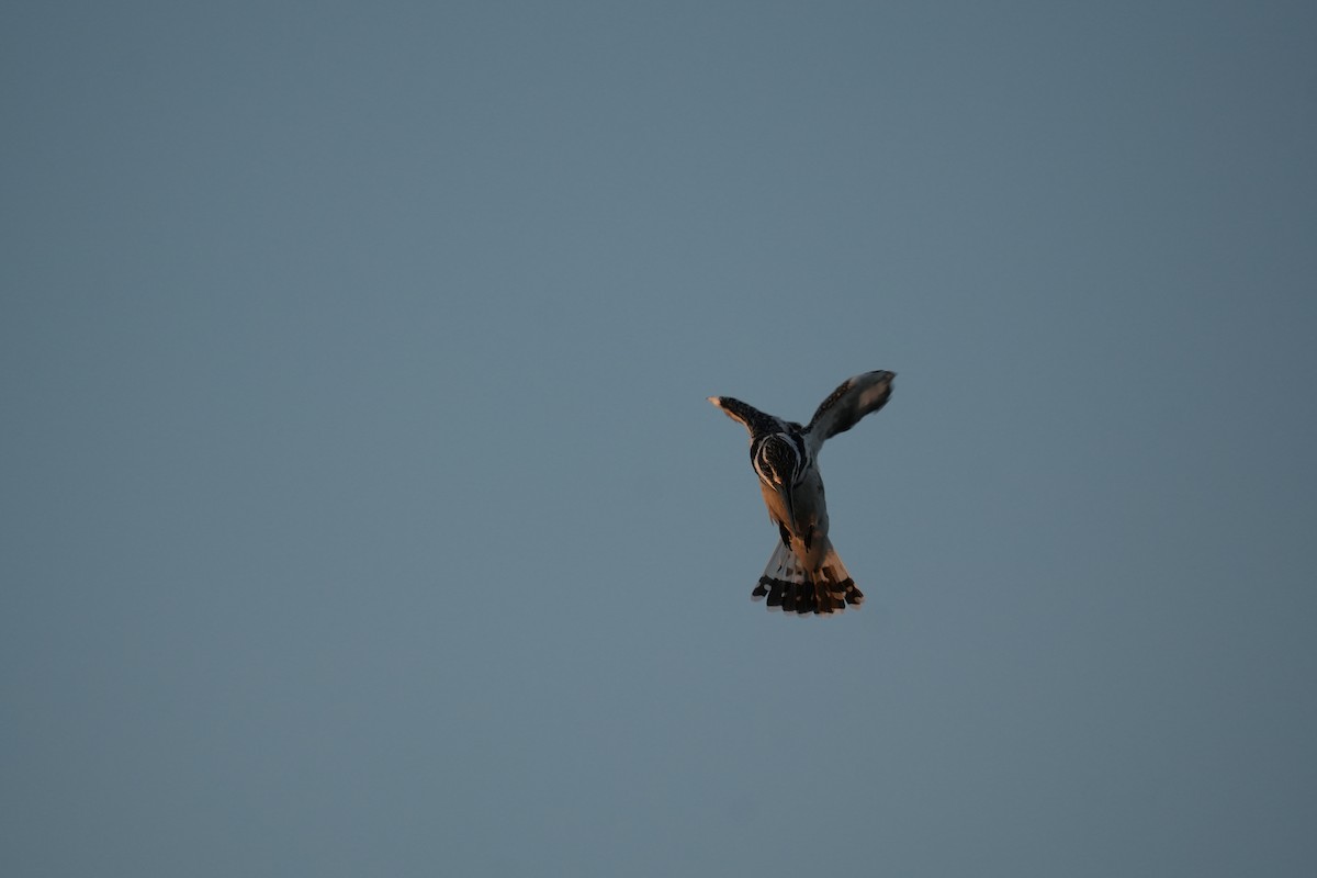 Pied Kingfisher - ML645717303
