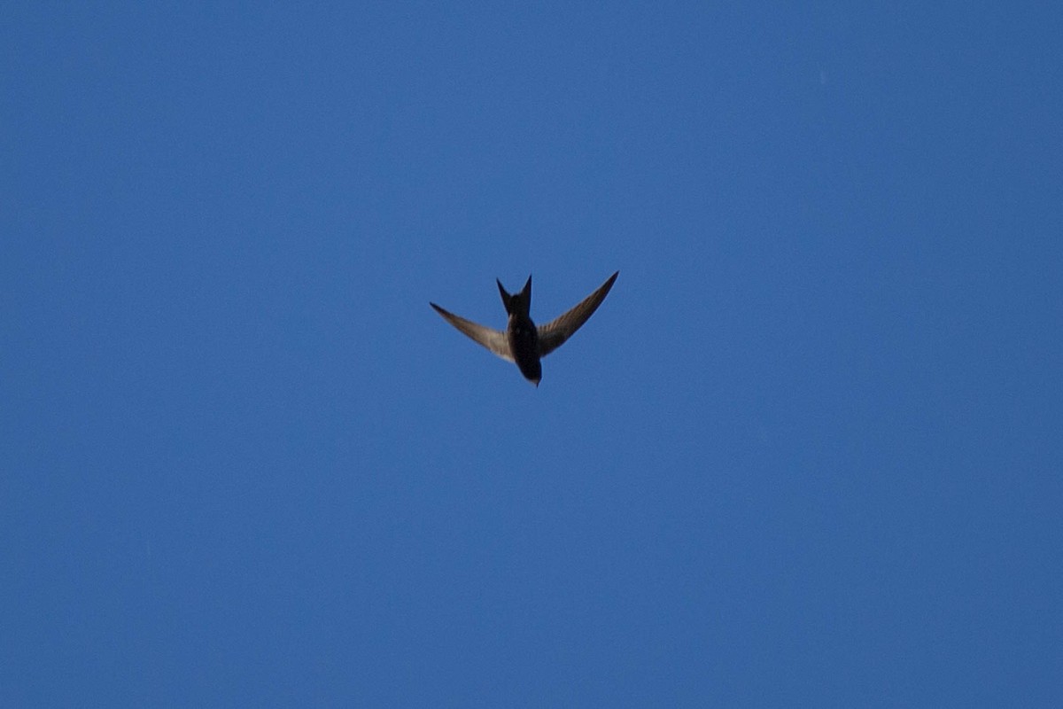 Common Swift - ML645717312