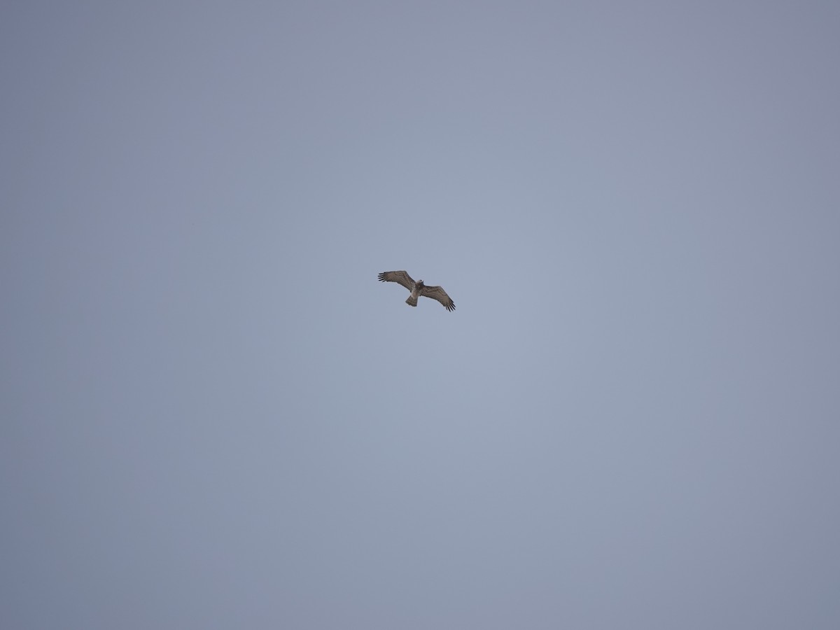 orlík krátkoprstý - ML645717314