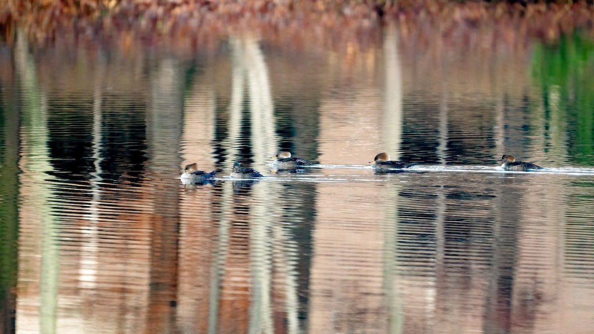 Hooded Merganser - ML645717316