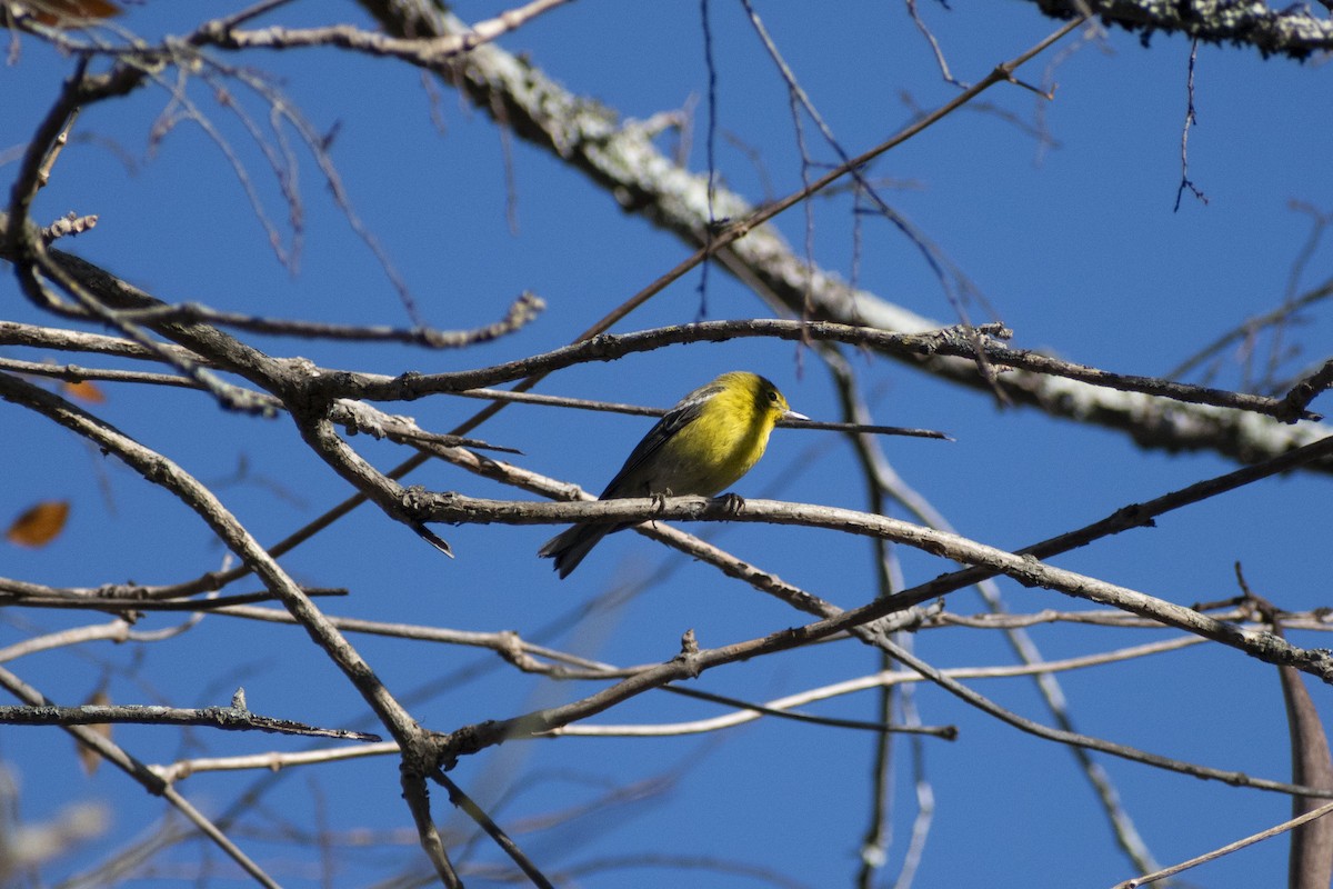 Pine Warbler - ML645717336
