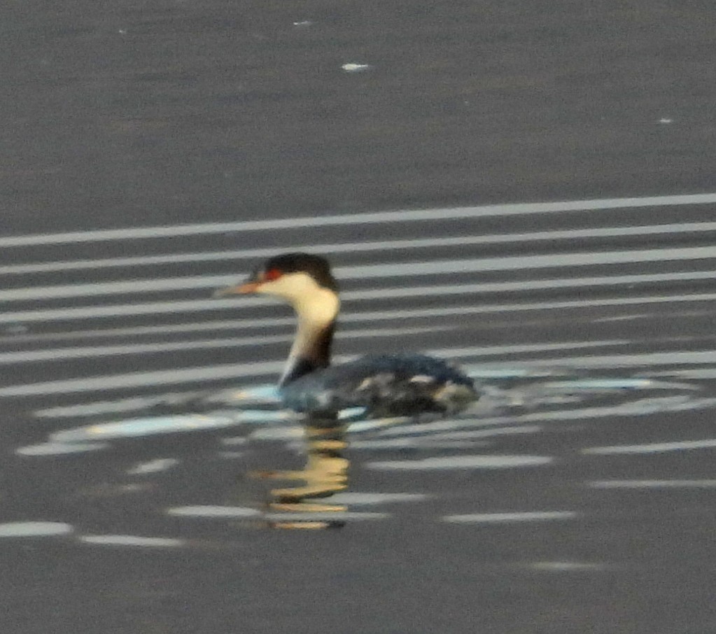 Horned Grebe - ML645717337