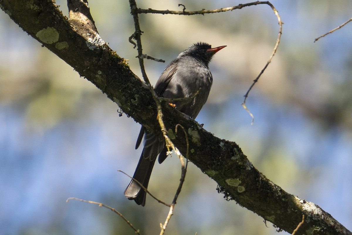 Горована індійська - ML645717342