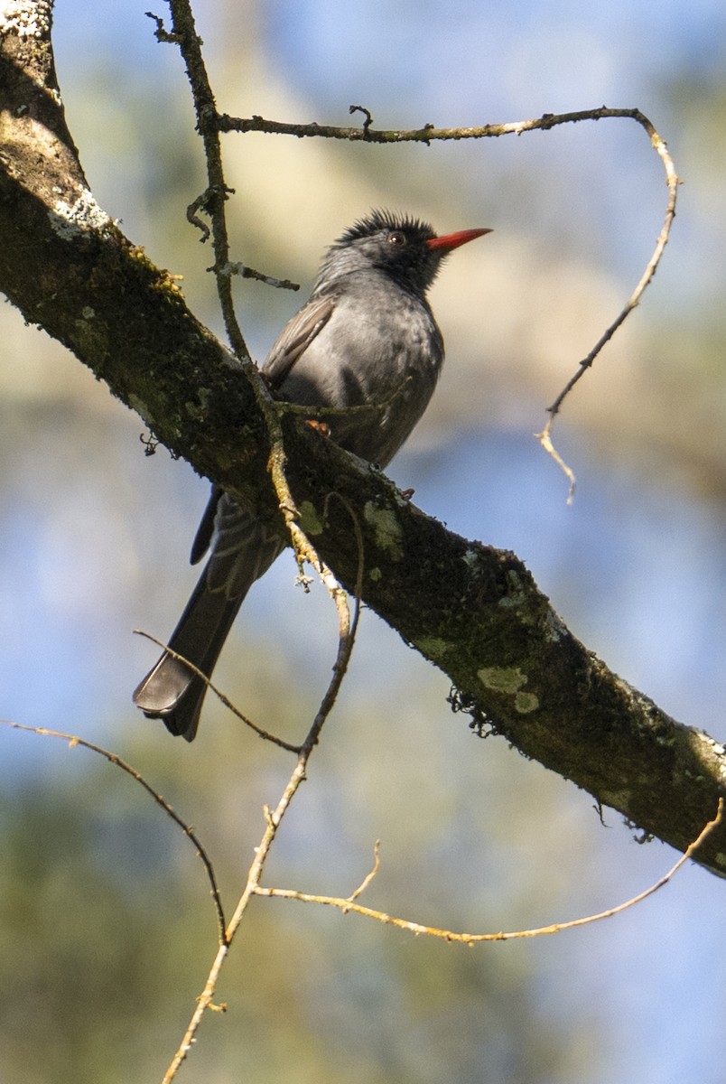 Горована індійська - ML645717343