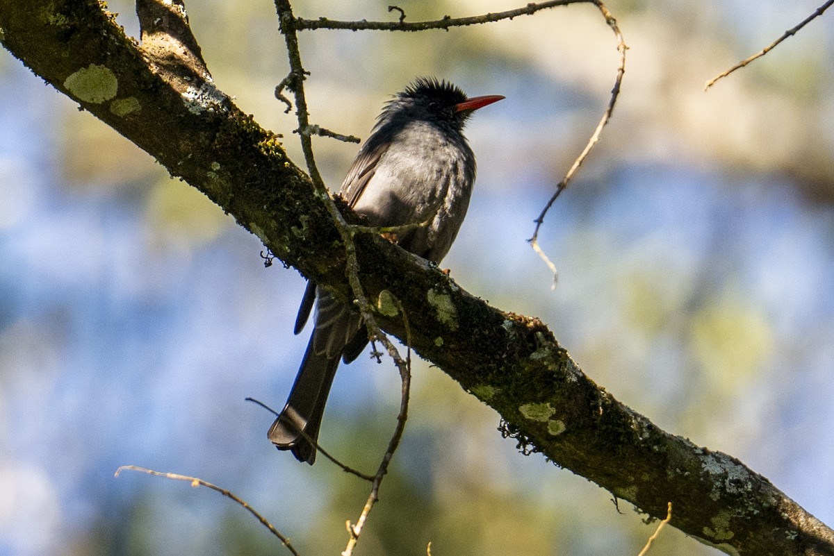 Горована індійська - ML645717344