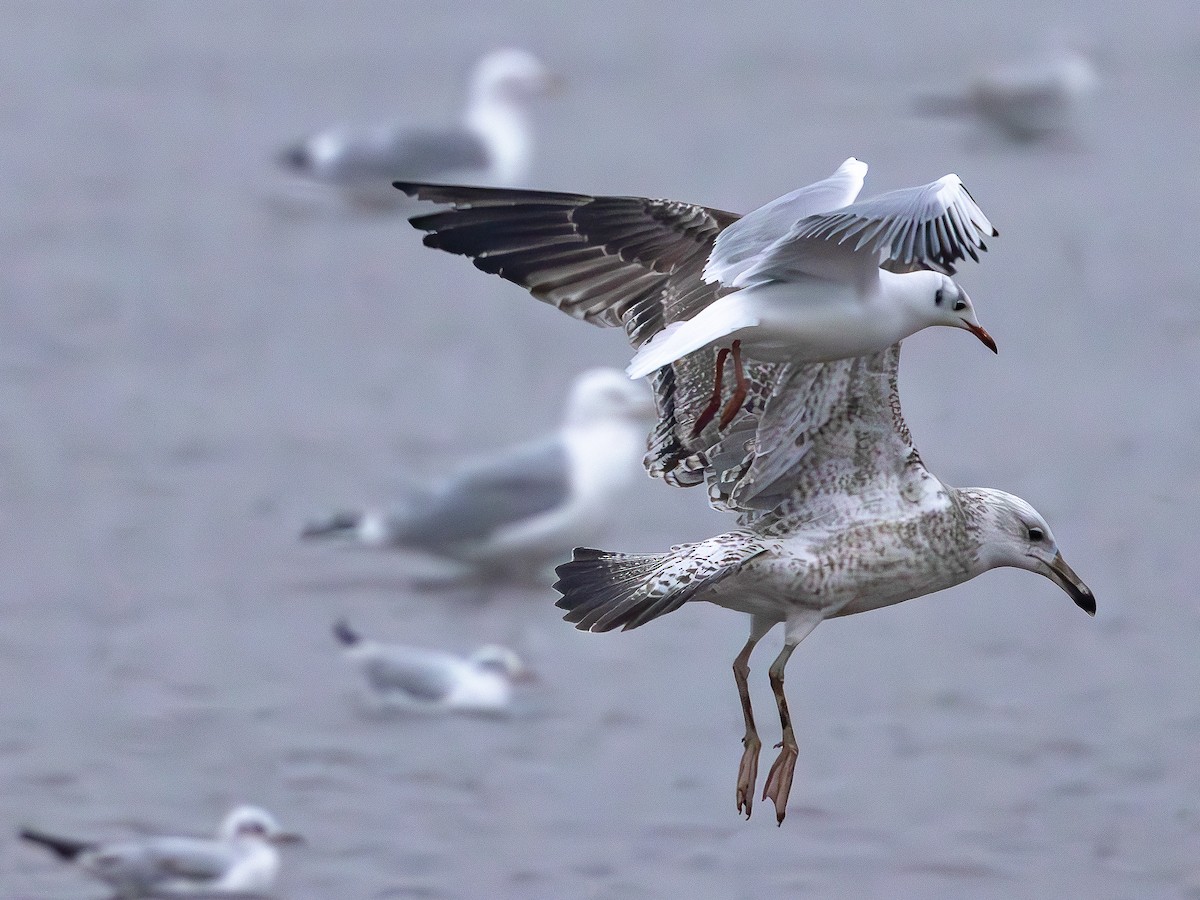 Caspian Gull - ML645717345