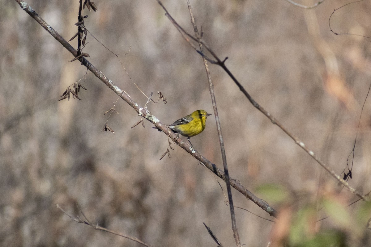 Pine Warbler - ML645717350