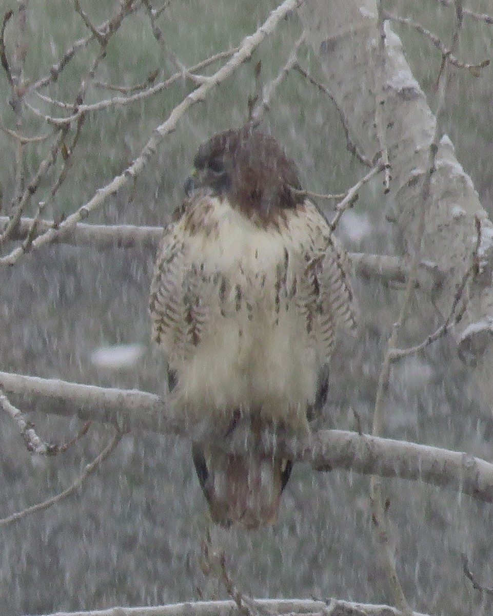 Red-tailed Hawk - ML645717370