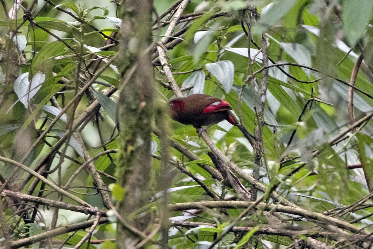 アカガオヤブドリ - ML645717371