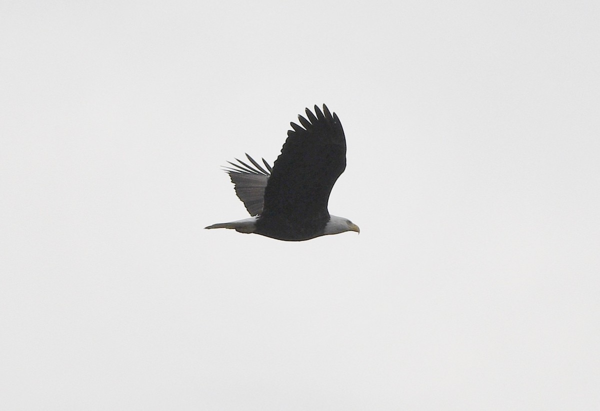 Bald Eagle - ML645717373