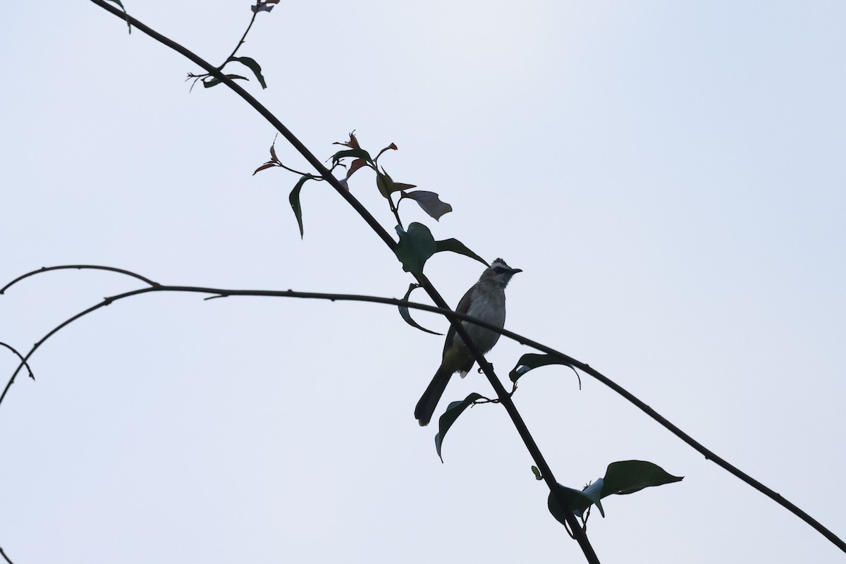 Yellow-vented Bulbul - ML645717375