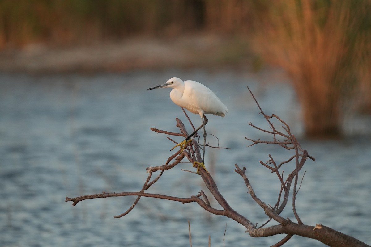 Little Egret - ML645717376