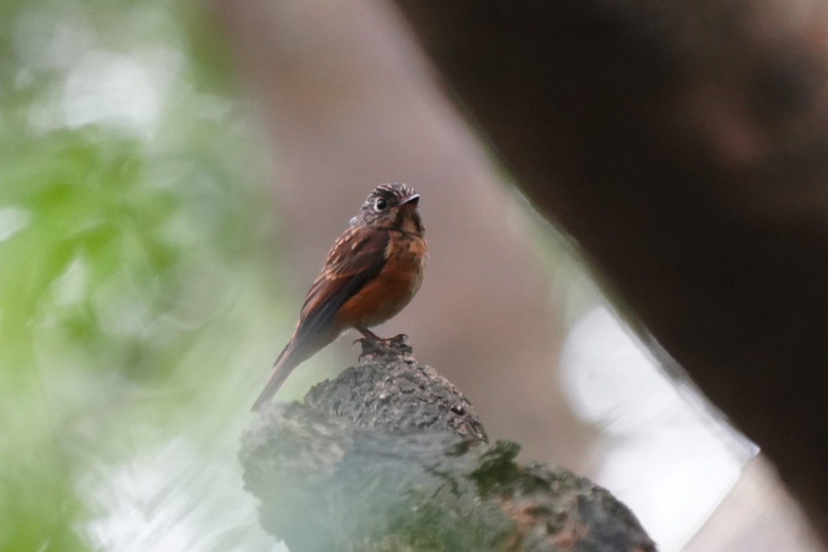 Ferruginous Flycatcher - ML645717390