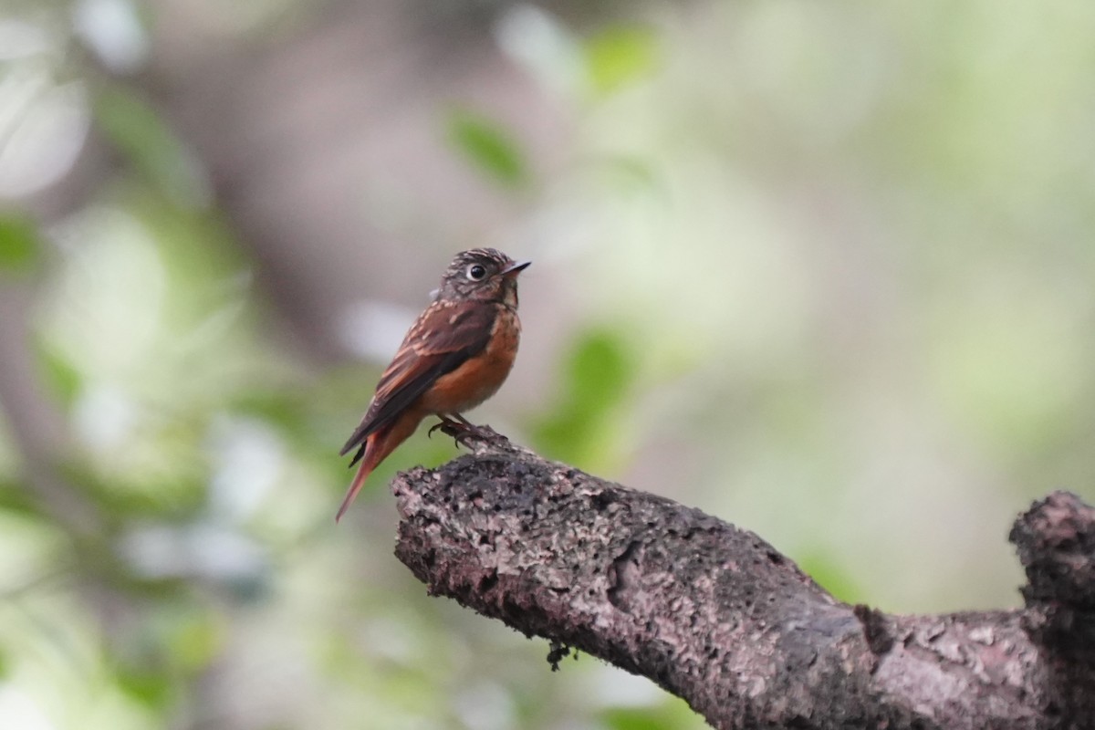 Ferruginous Flycatcher - ML645717391