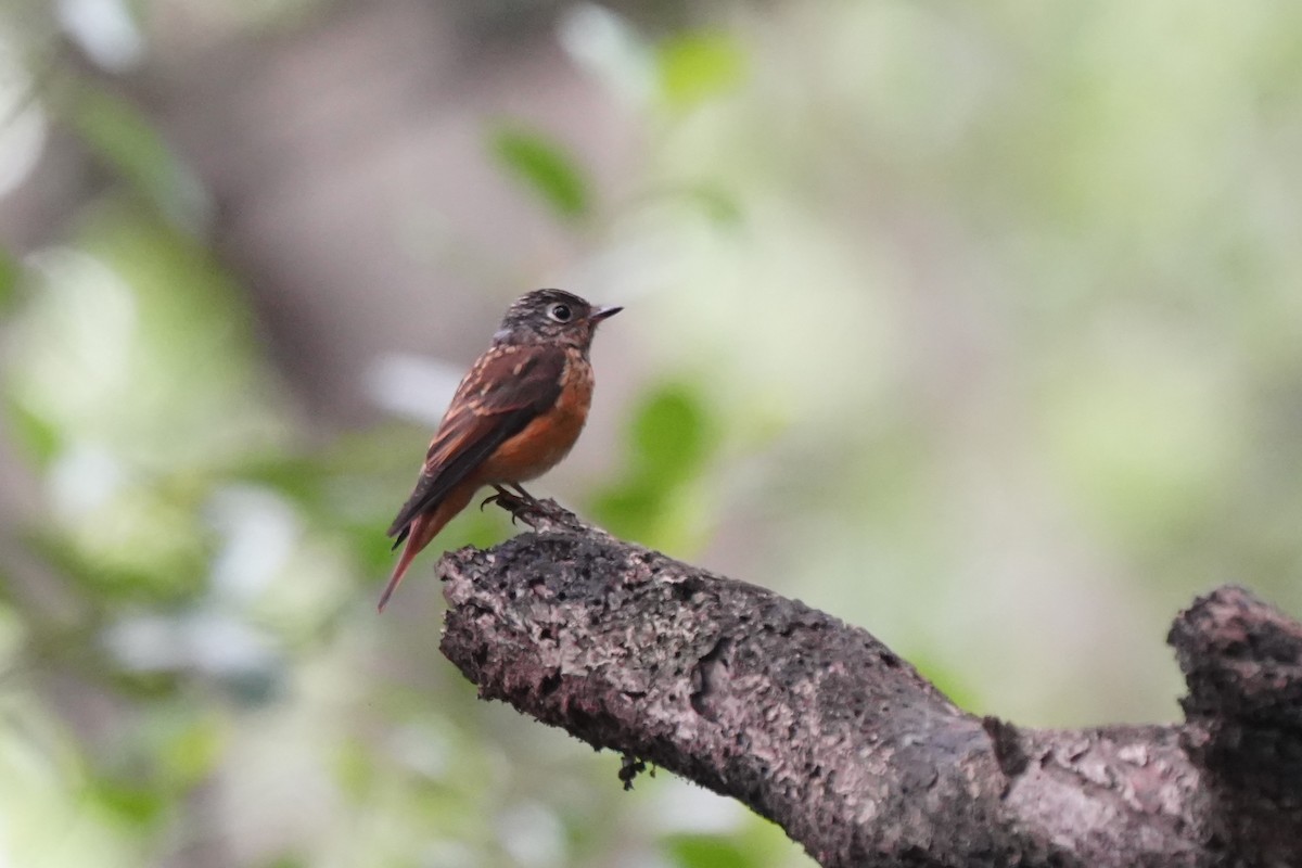 Ferruginous Flycatcher - ML645717392