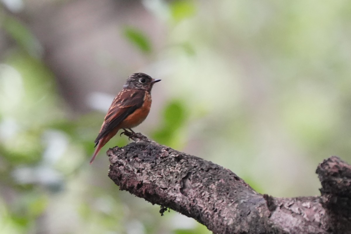 Ferruginous Flycatcher - ML645717393