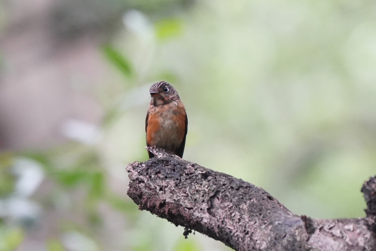 Ferruginous Flycatcher - ML645717394