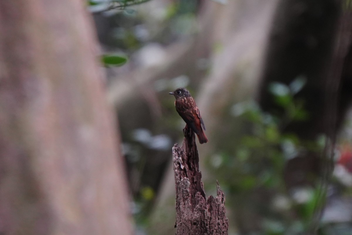 Ferruginous Flycatcher - ML645717395