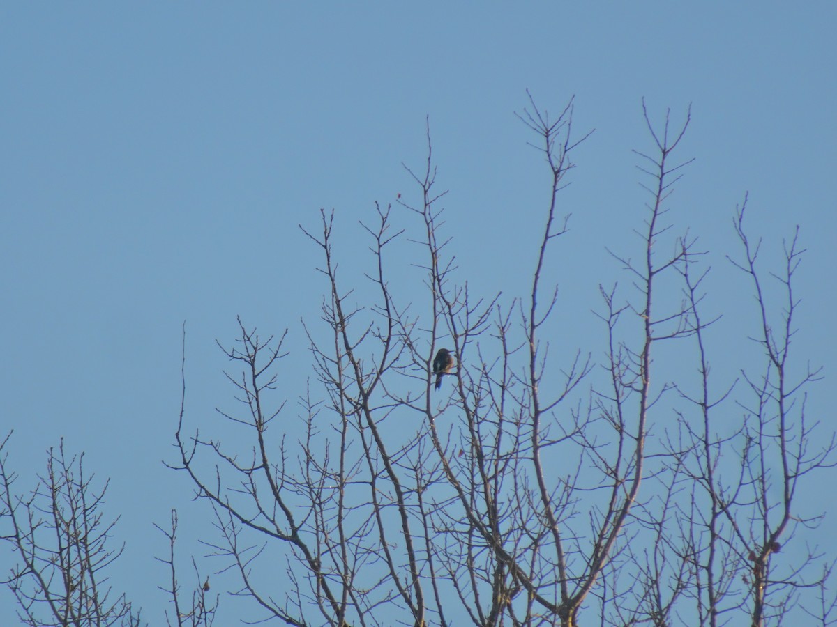 Northern Flicker - ML645717398