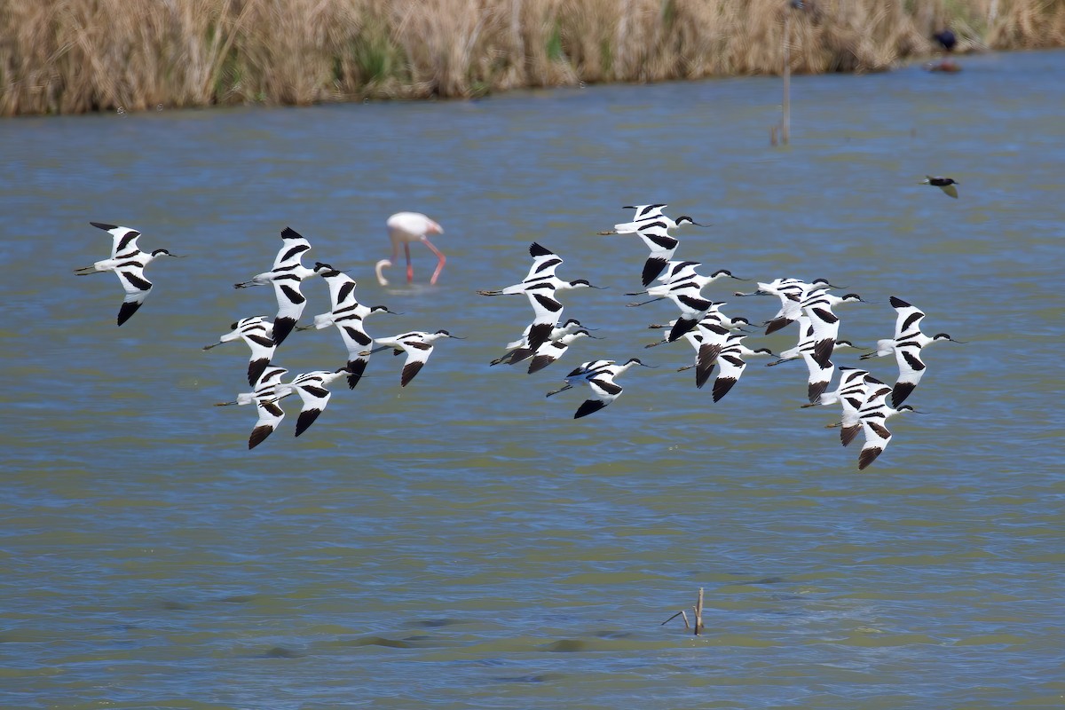 Pied Avocet - ML645717402