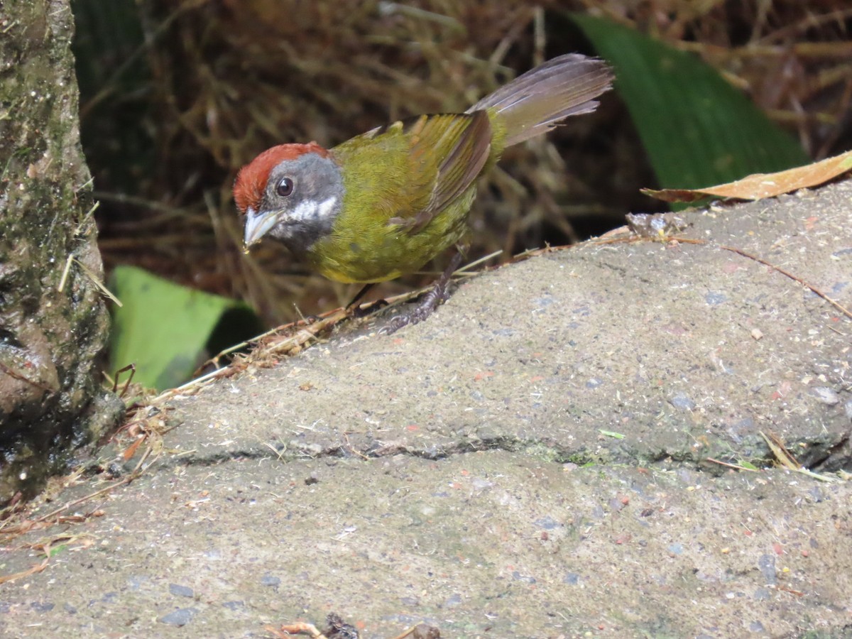 Sooty-faced Finch - ML645717405