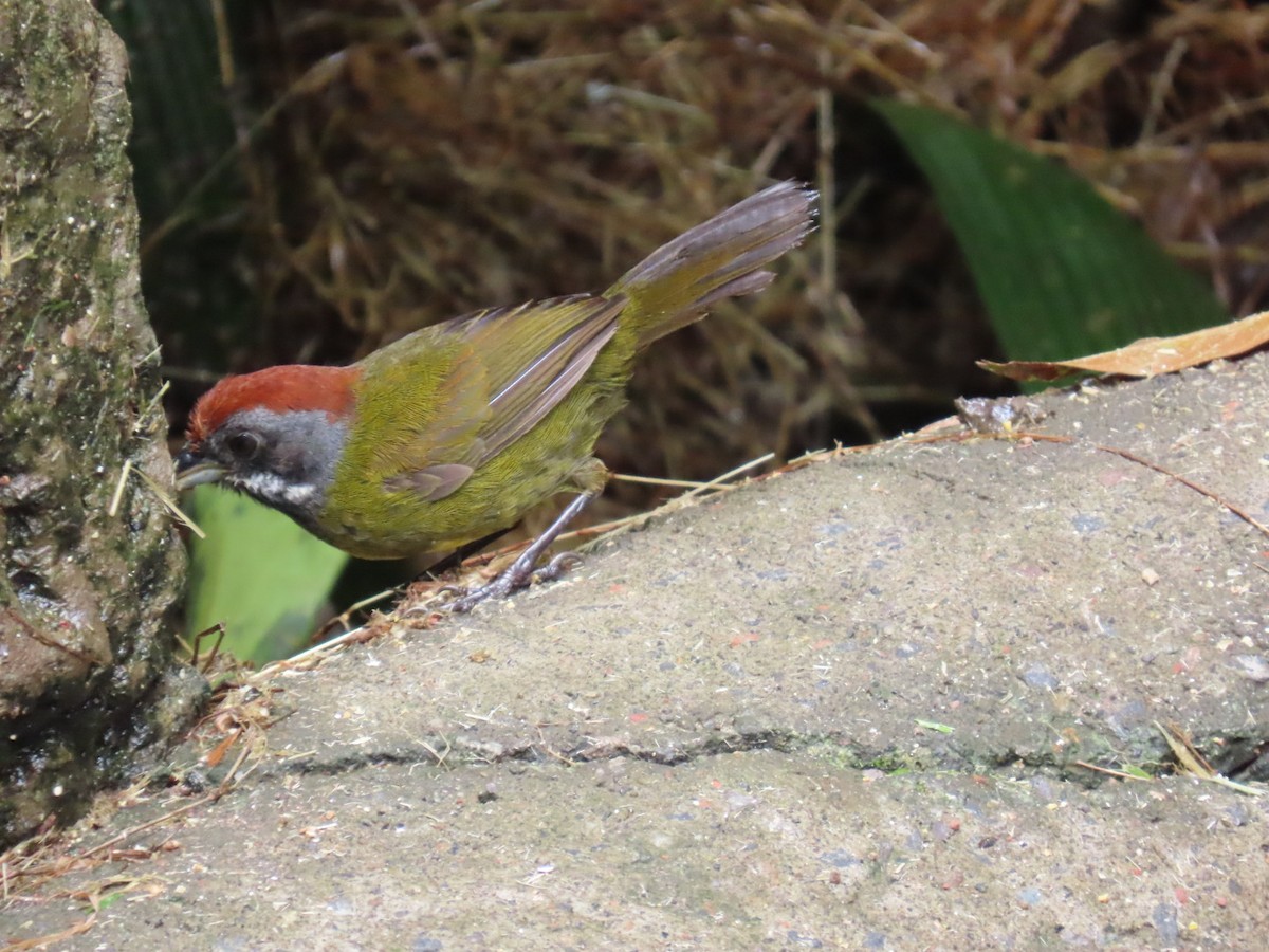 Sooty-faced Finch - ML645717406