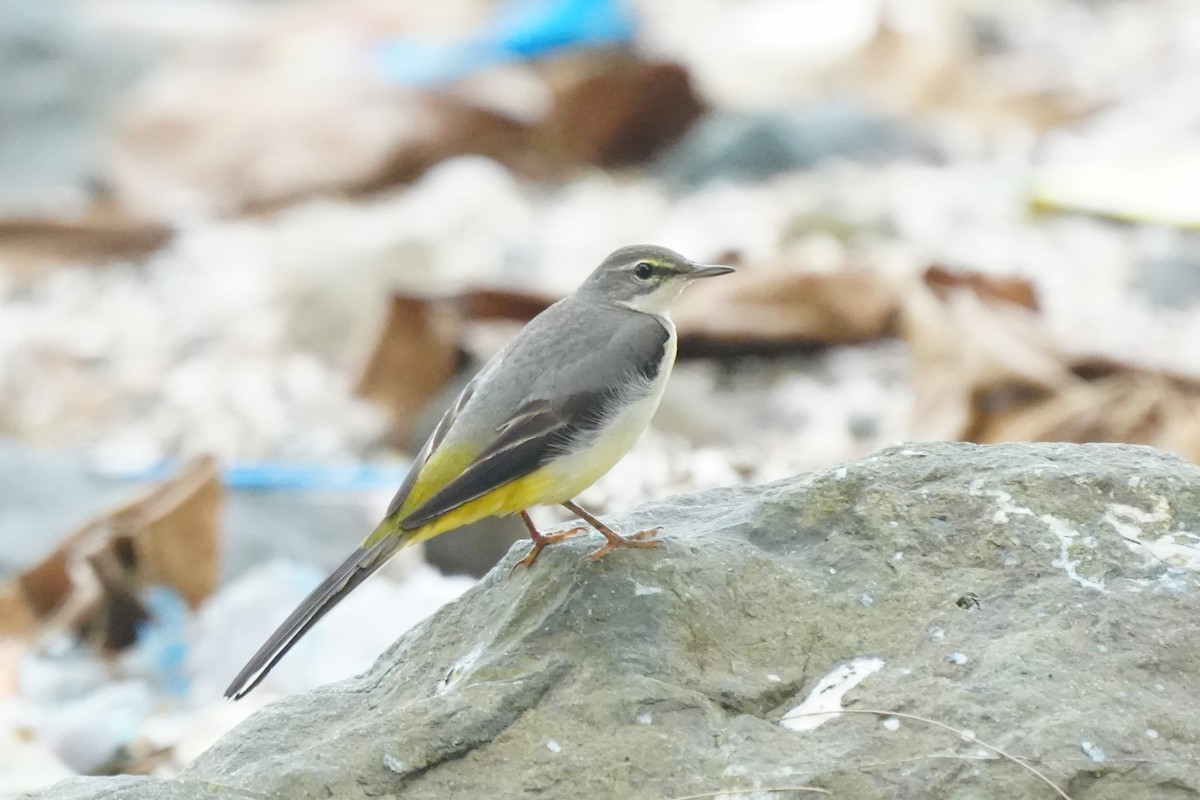 Gray Wagtail - ML645717409