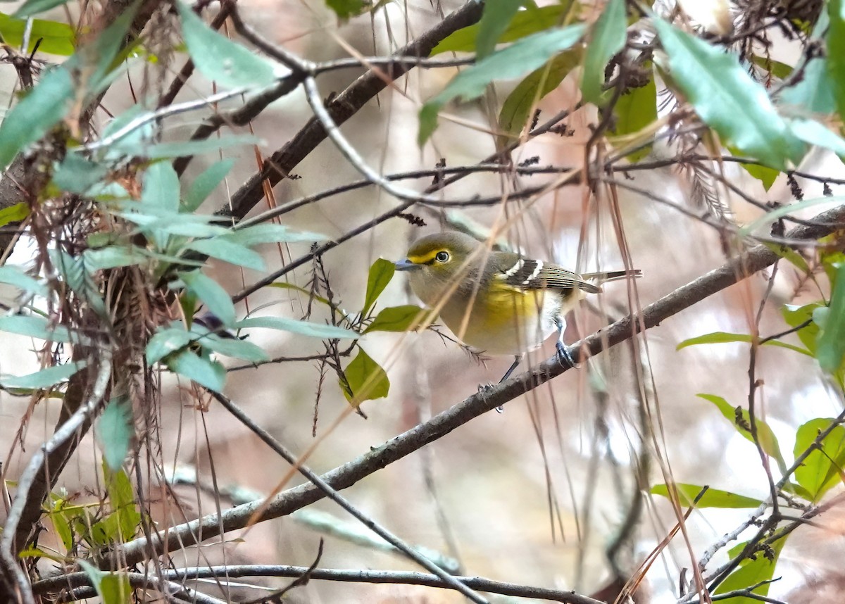 White-eyed Vireo - ML645717413