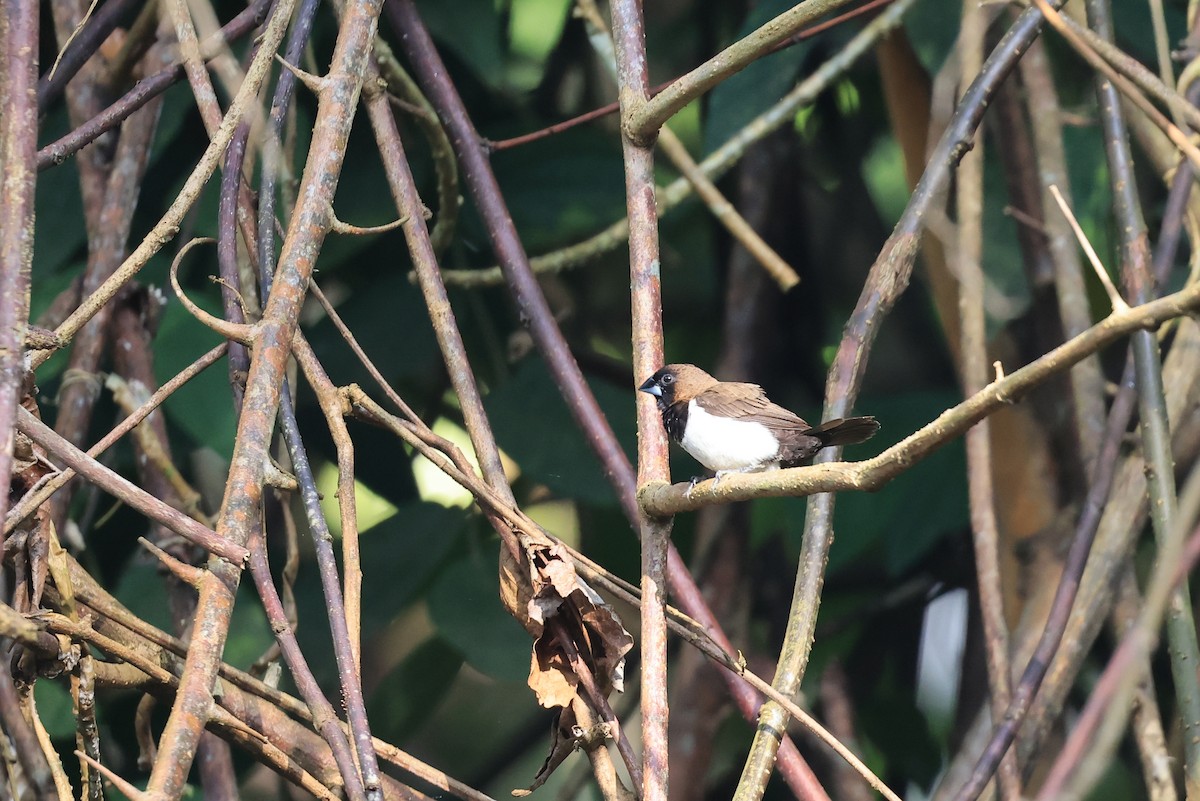 Javan Munia - ML645717453