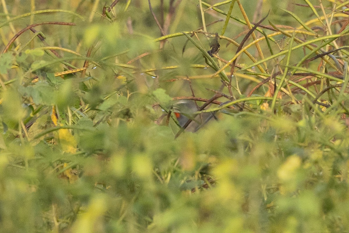 Himalayan Rubythroat - ML645717460