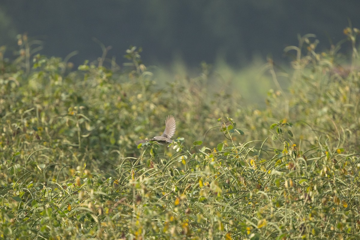 Himalayan Rubythroat - ML645717463