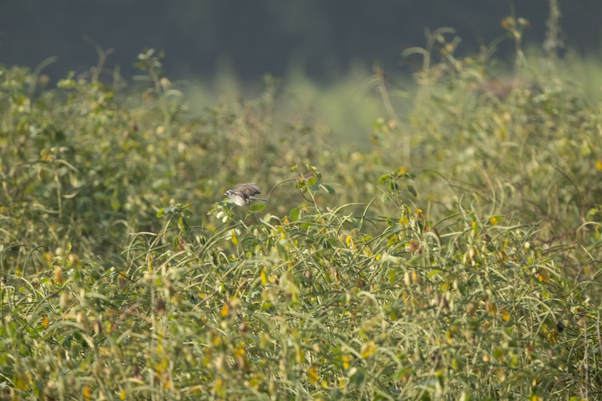 Himalayan Rubythroat - ML645717464