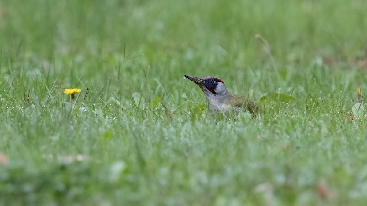 נקר ירוק - ML645717470