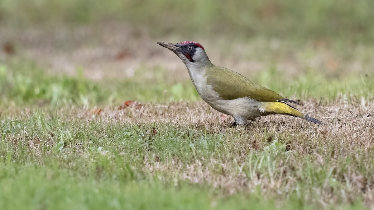נקר ירוק - ML645717471