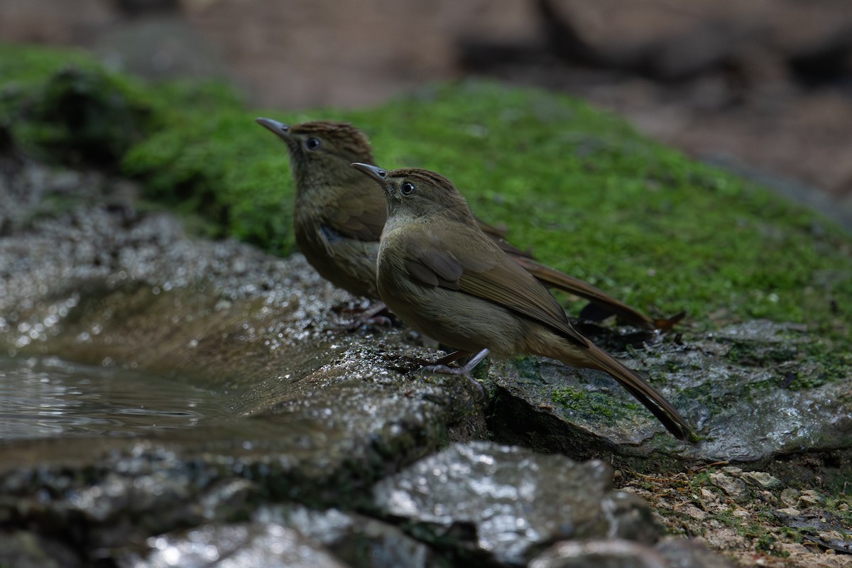 Olive Bulbul (Baker's) - ML645717472