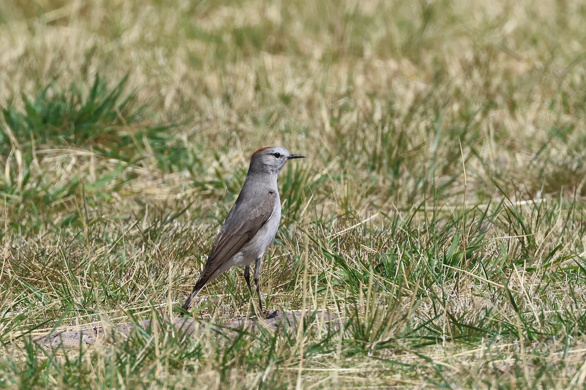 Дормілон блідий - ML645717476