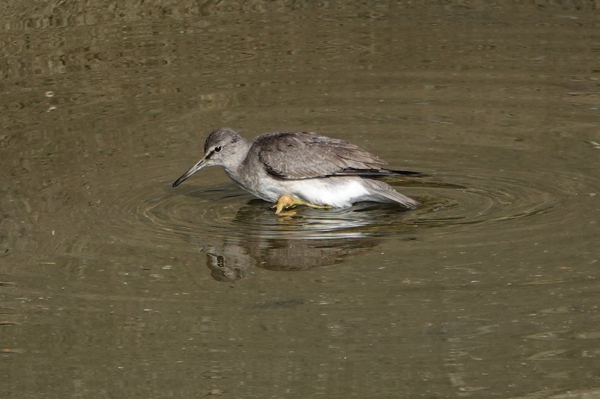 Common Sandpiper - ML645717493