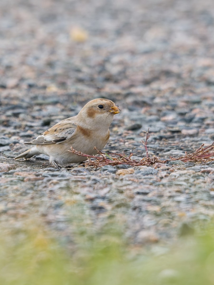 sněhule severní - ML645717498