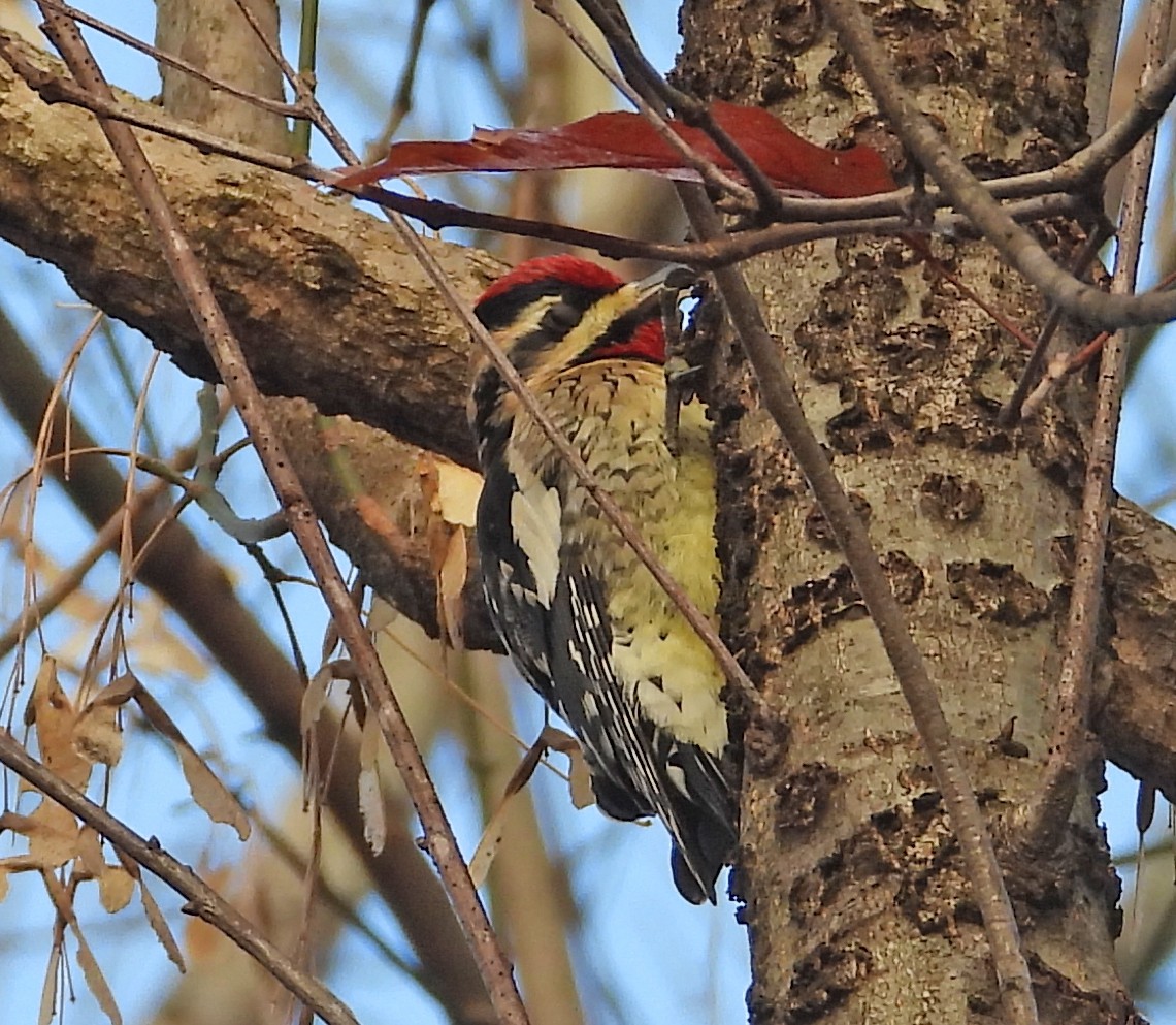 Yellow-bellied Sapsucker - ML645717499