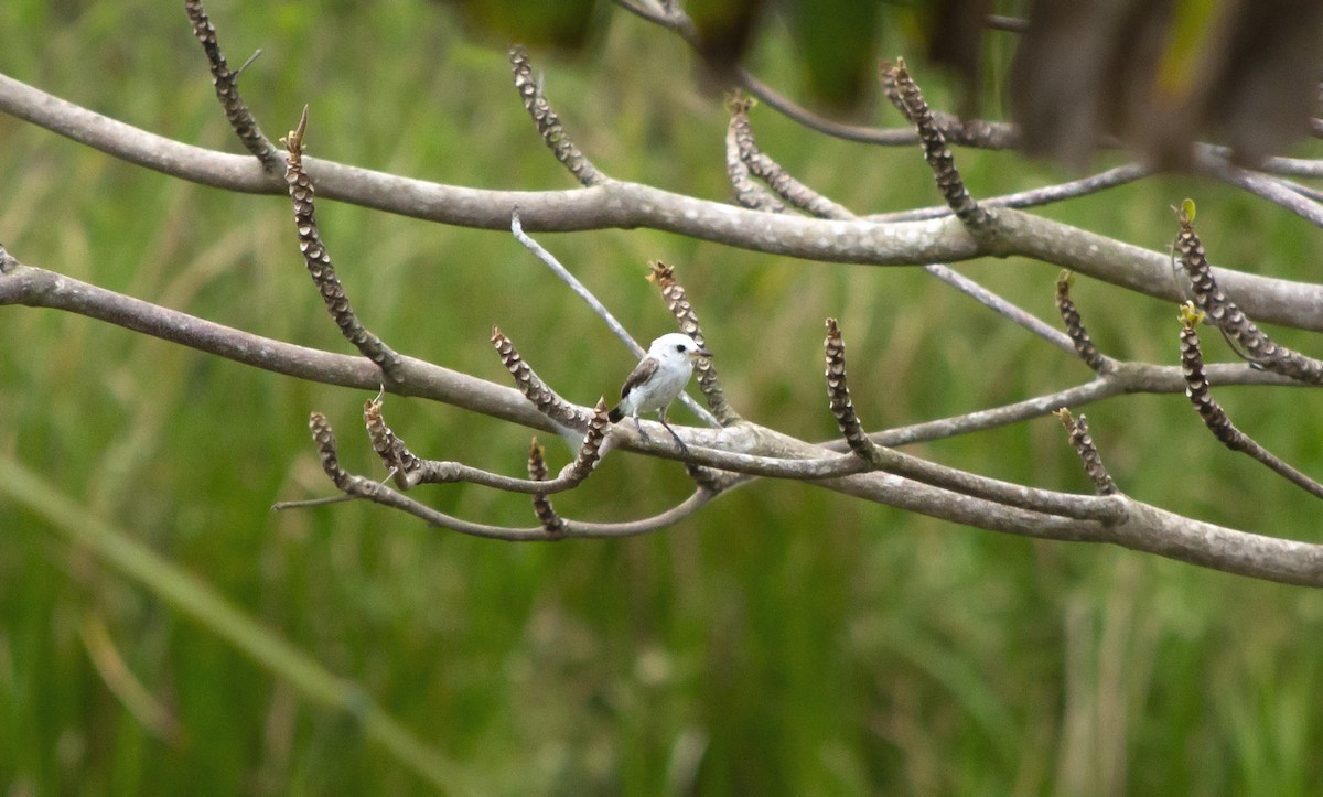 White-headed Marsh Tyrant - ML645717511