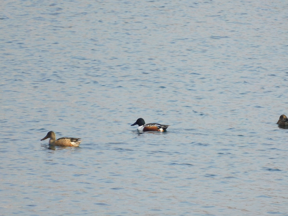 Northern Shoveler - ML645717514