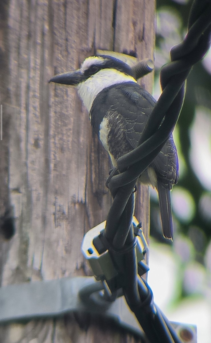White-necked Puffbird - ML645717526