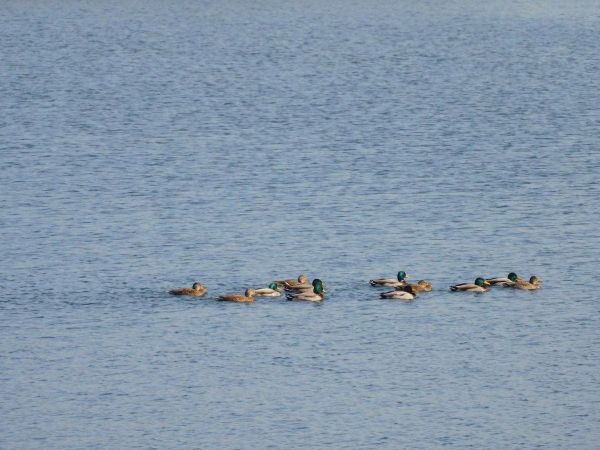 Mallard - ML645717527