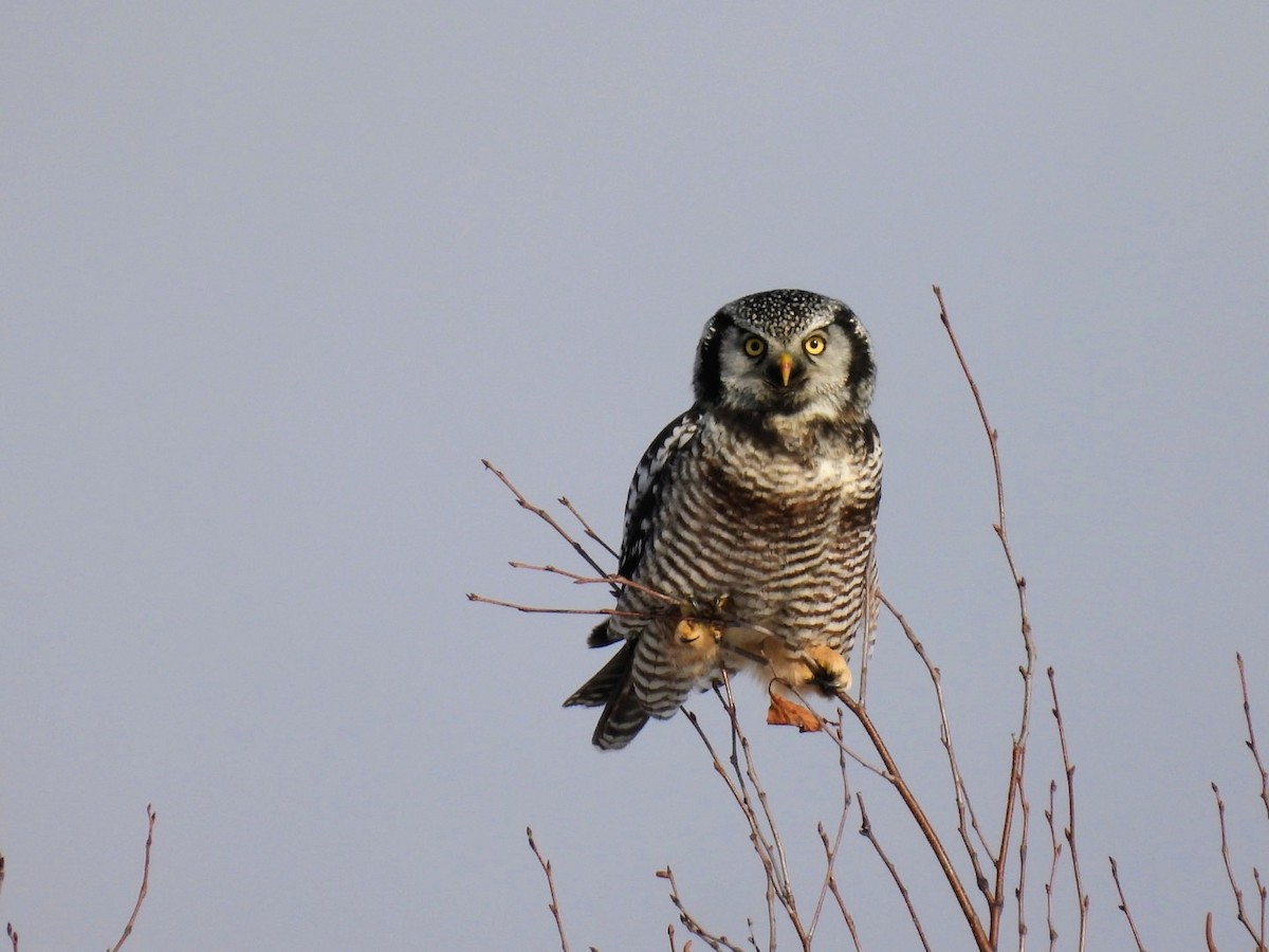 Northern Hawk Owl - ML645717528