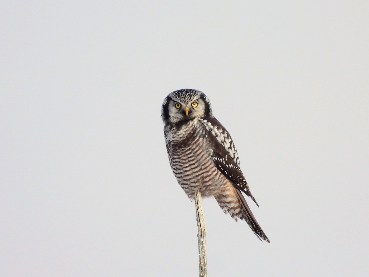 Northern Hawk Owl - ML645717529