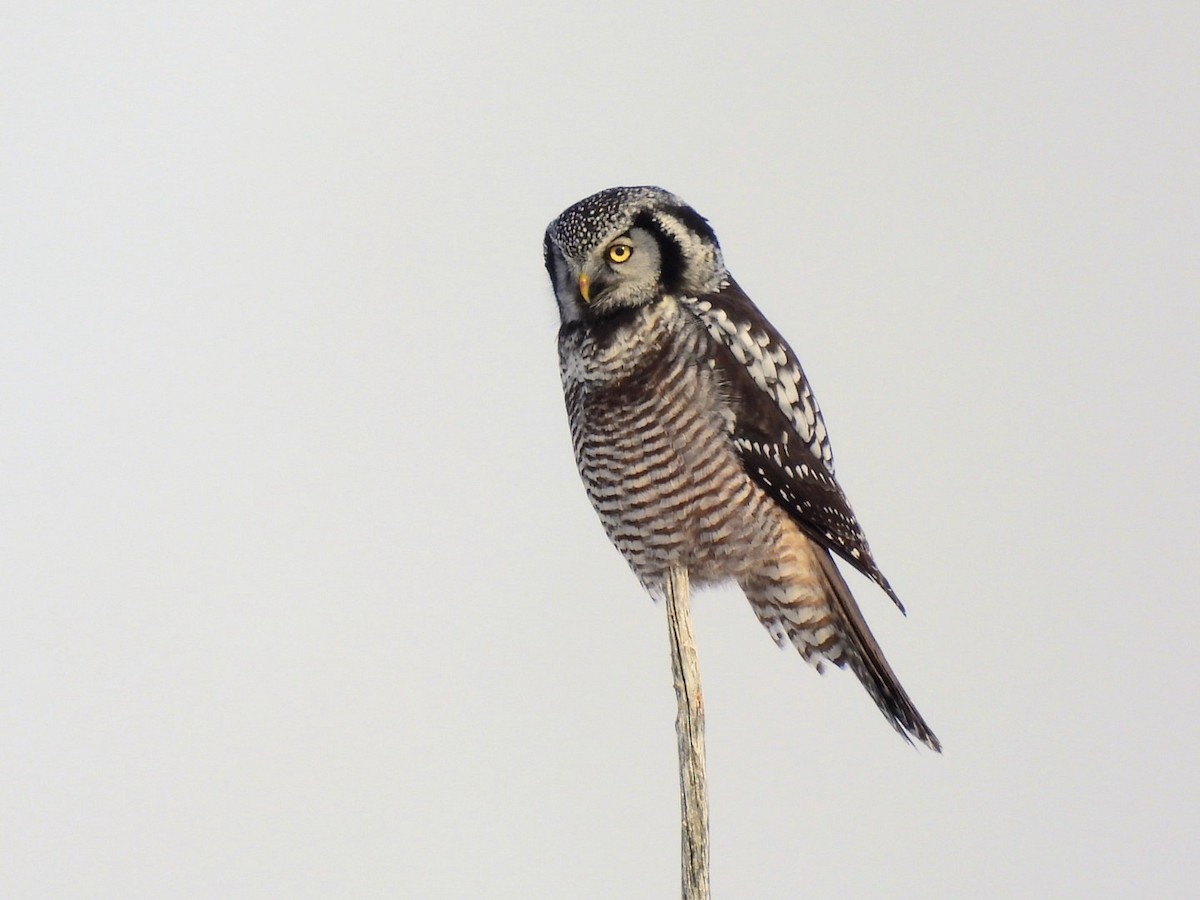 Northern Hawk Owl - ML645717530